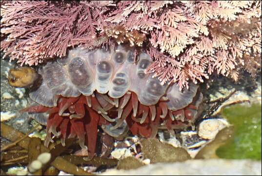 Image of southern anemone