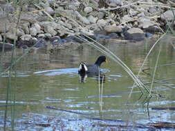 Image of Red-fronted Coot