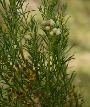 Imagem de Baccharis bolivensis (Wedd.) Cabrera