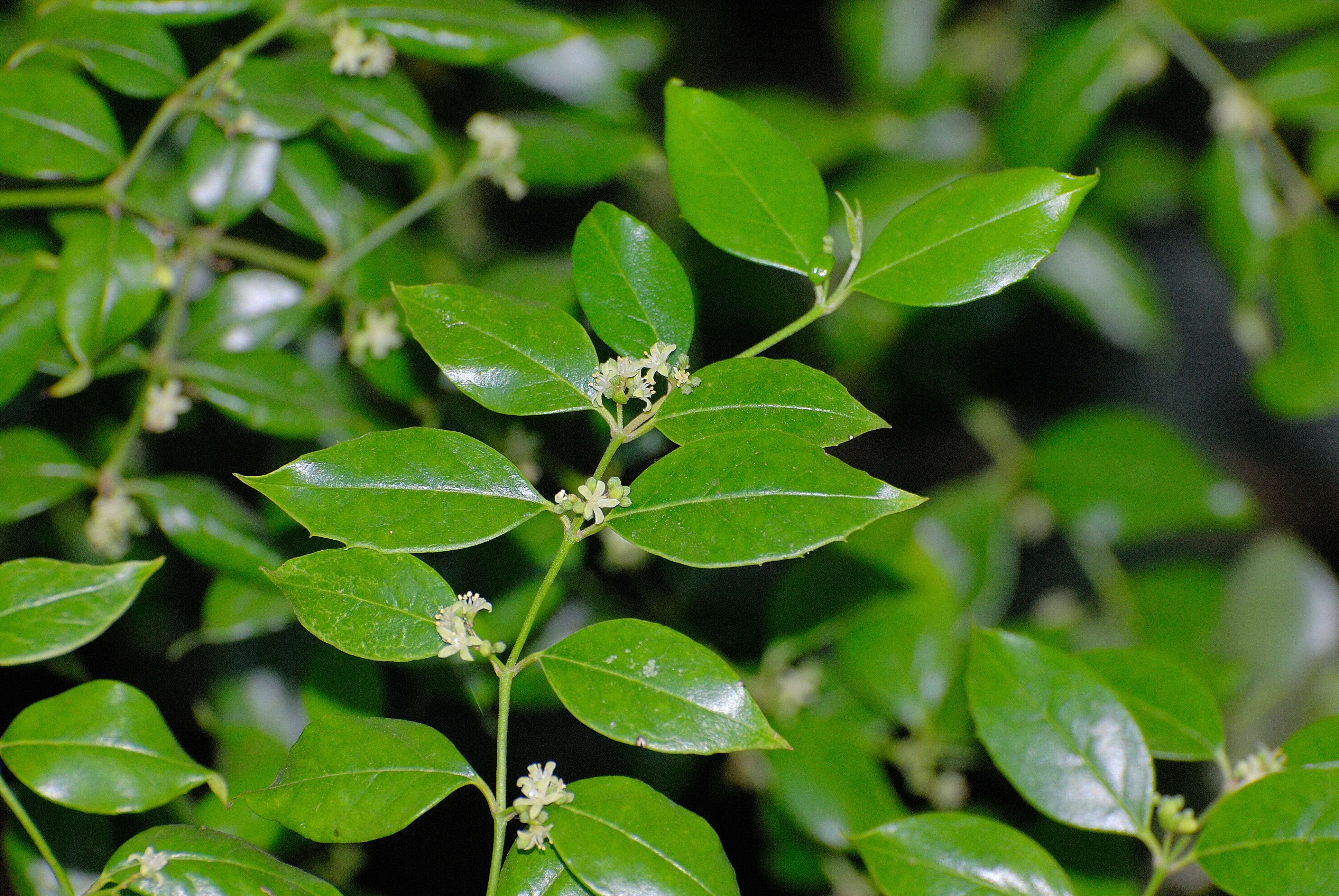 Image of Lemon-thorn