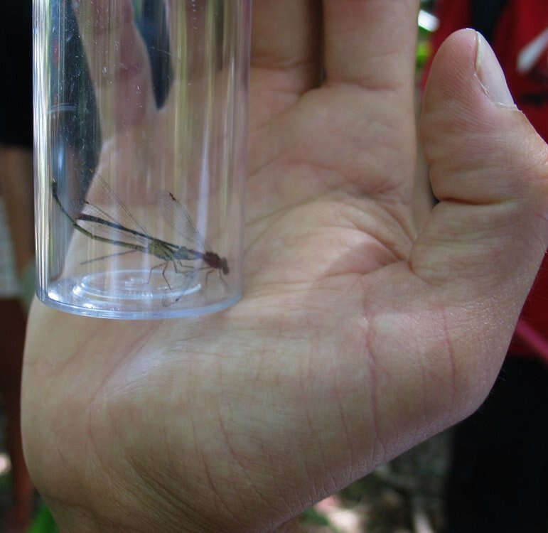 Image of Orangeblack Hawaiian Damselfly