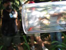 Image of Orangeblack Hawaiian Damselfly