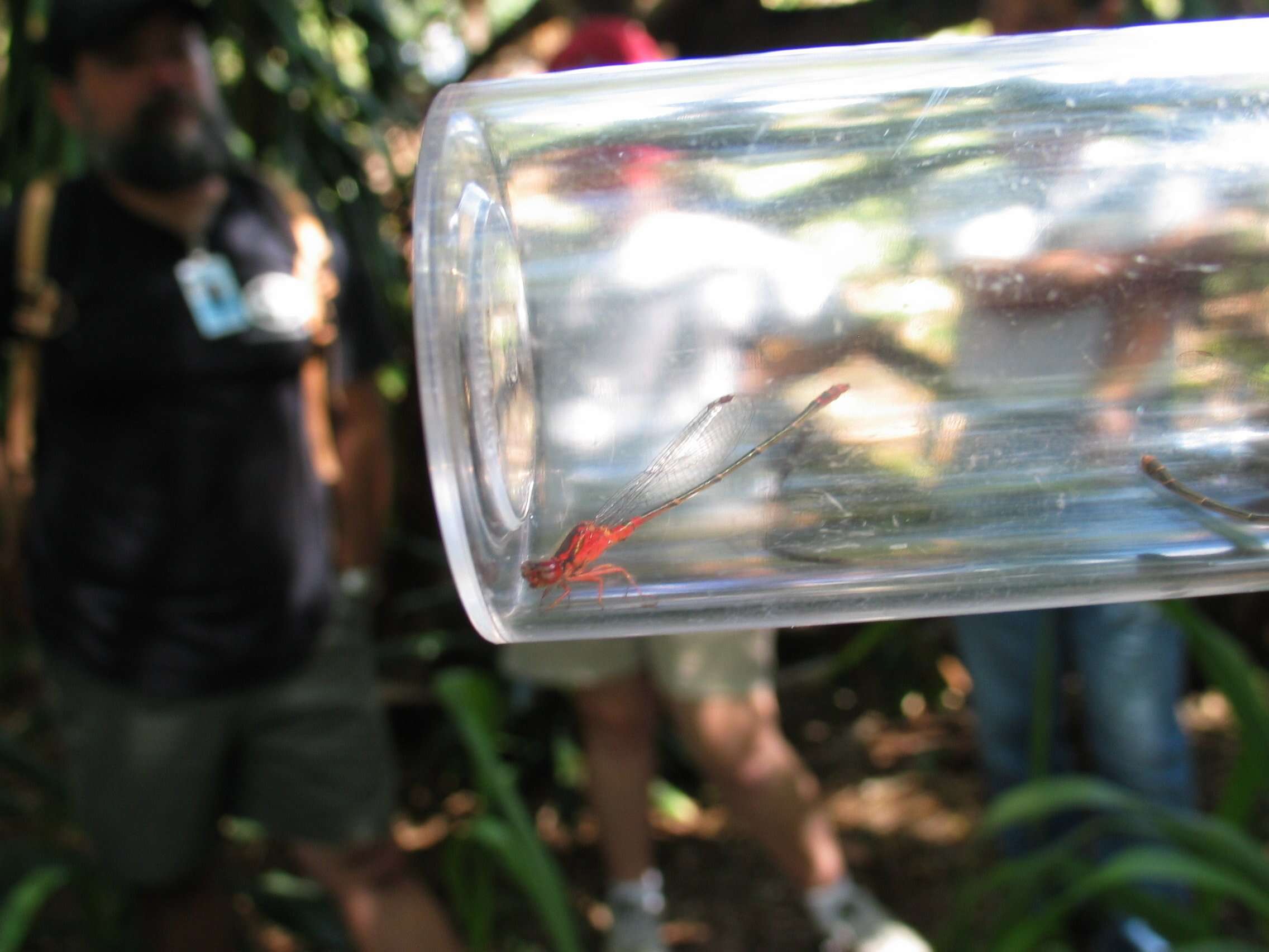 Image of Orangeblack Hawaiian Damselfly