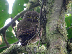 Image of Cloud-forest Pygmy Owl
