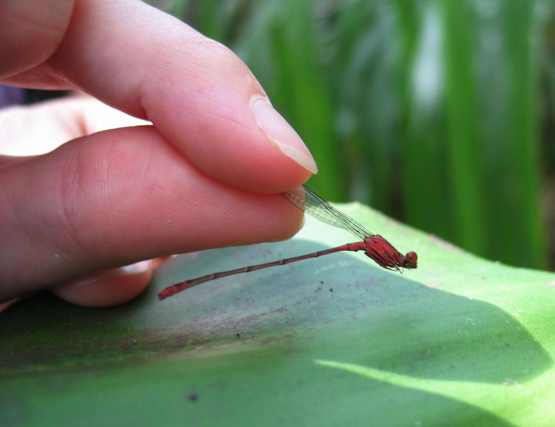 Image of Orangeblack Hawaiian Damselfly