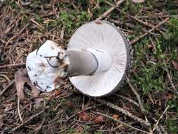 Plancia ëd Amanita excelsa (Fr.) Bertill. 1866