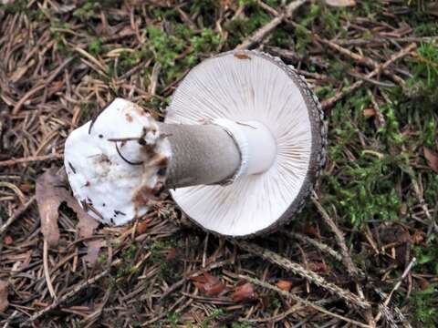 صورة Amanita excelsa (Fr.) Bertill. 1866