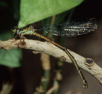 Image of Oceanic Hawaiian Damselfly