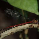 Imagem de Megalagrion oceanicum McLachlan 1883