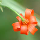 Image of Lilium callosum Siebold & Zucc.