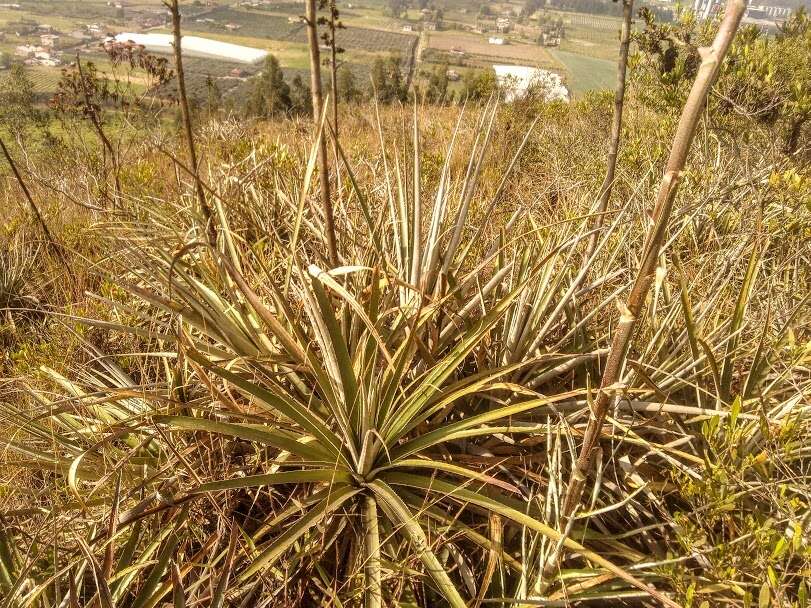 Imagem de Puya bicolor Mez