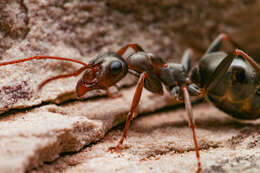 Image of Formica gnava Buckley 1866