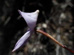 Image de Disa maculata L. fil.