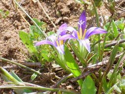 Image of crocus-leaved ROMULEA