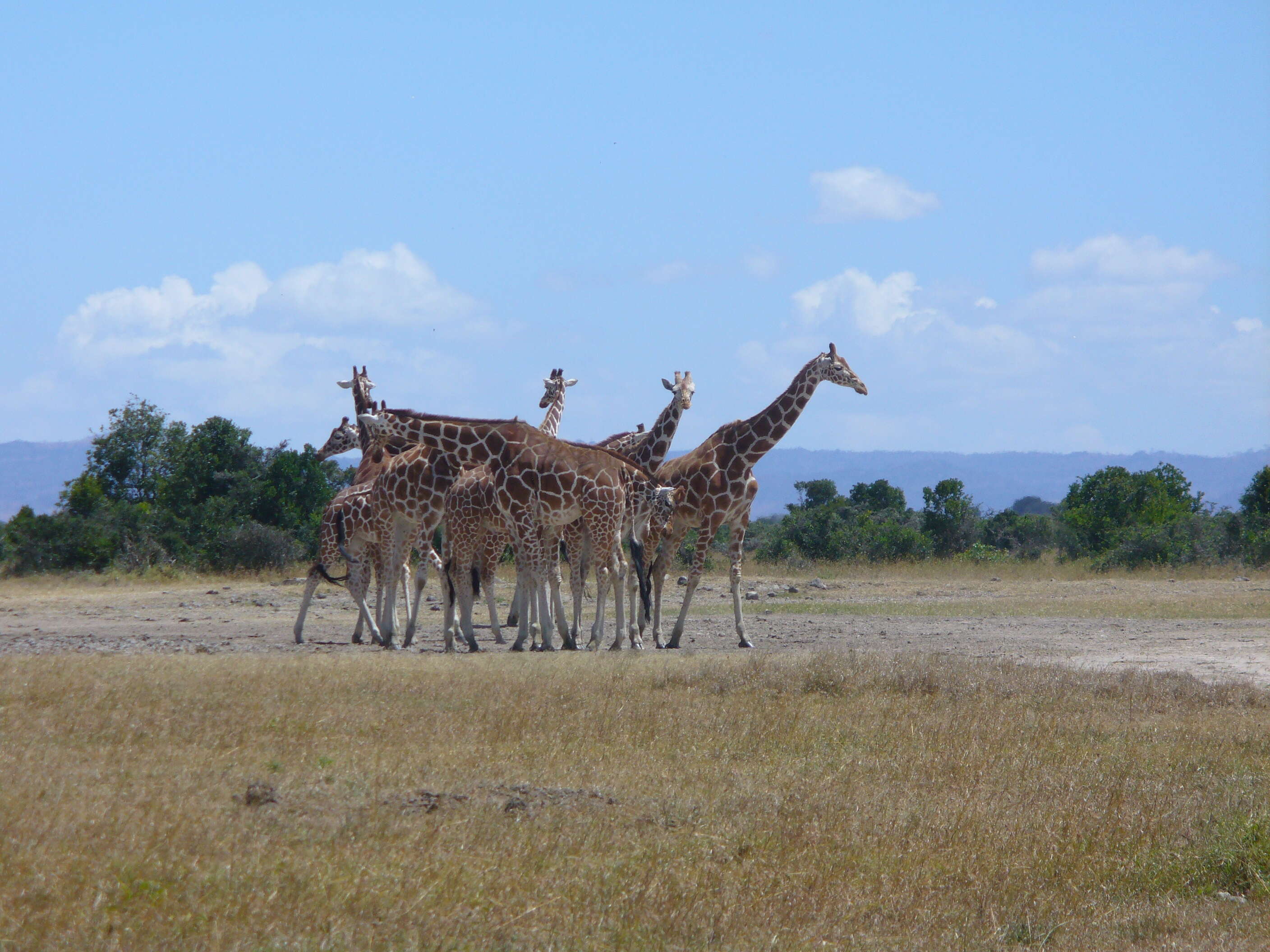 Image of reticulated giraffe