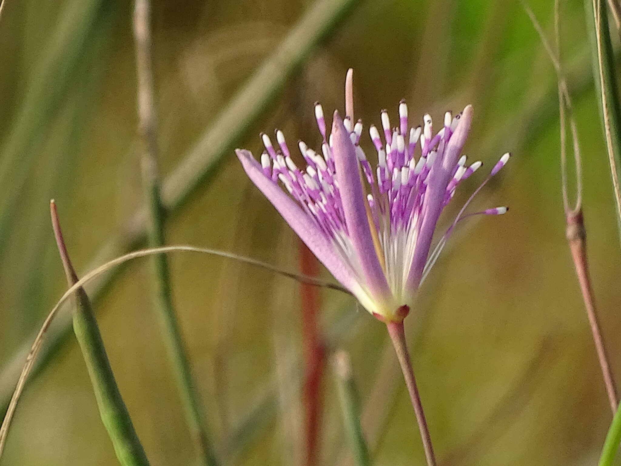 Image of Corynandra chelidonii (L. fil.) Cochrane & Iltis