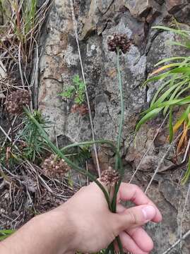 Image of Allium maackii (Maxim.) Prokh. ex Kom.