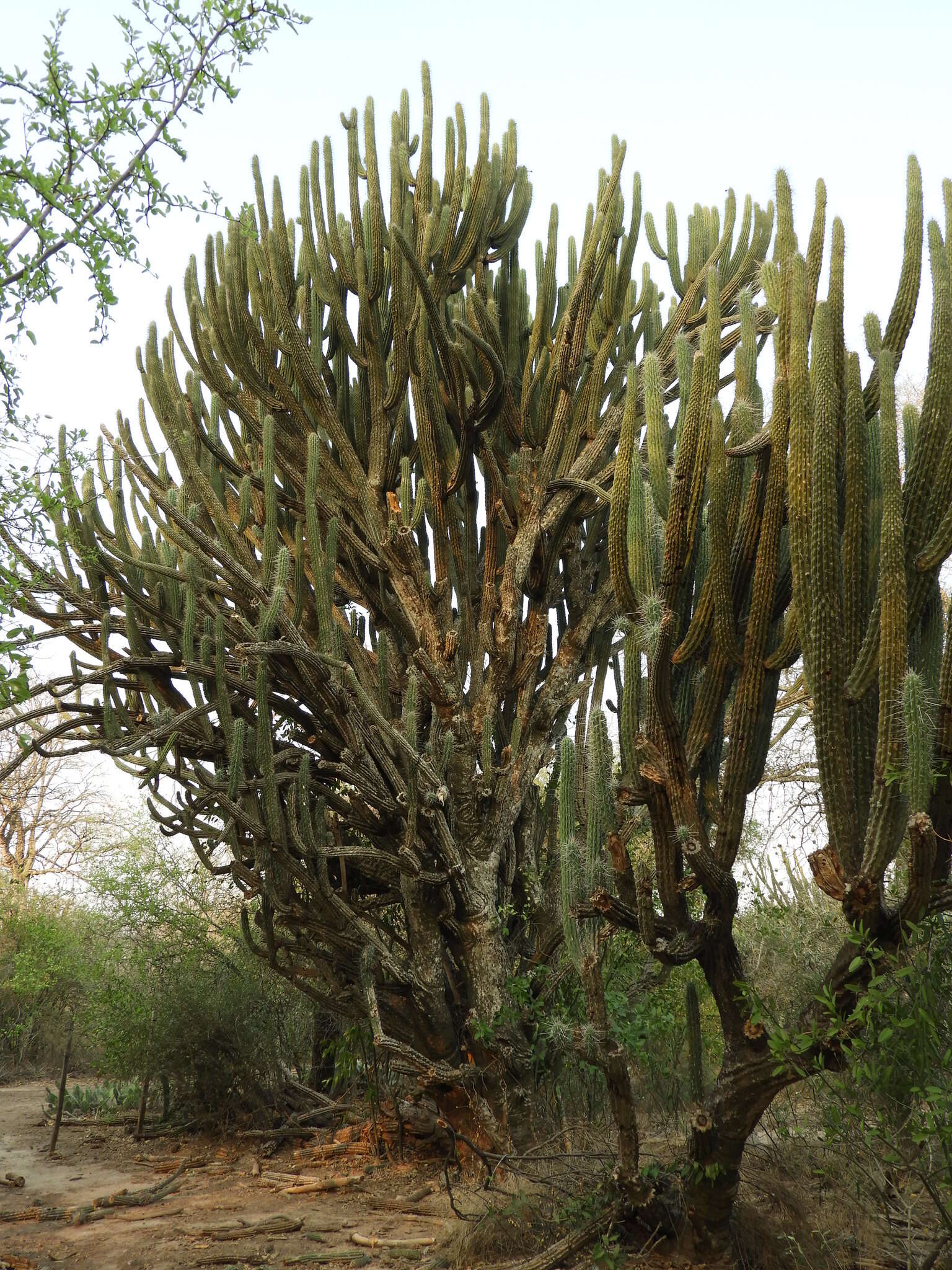 Image of Toothpick Cactus