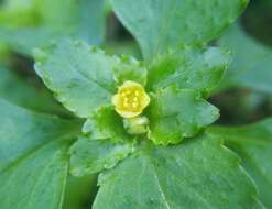 Image of Chrysosplenium ovalifolium Bieb. ex Ledeb.