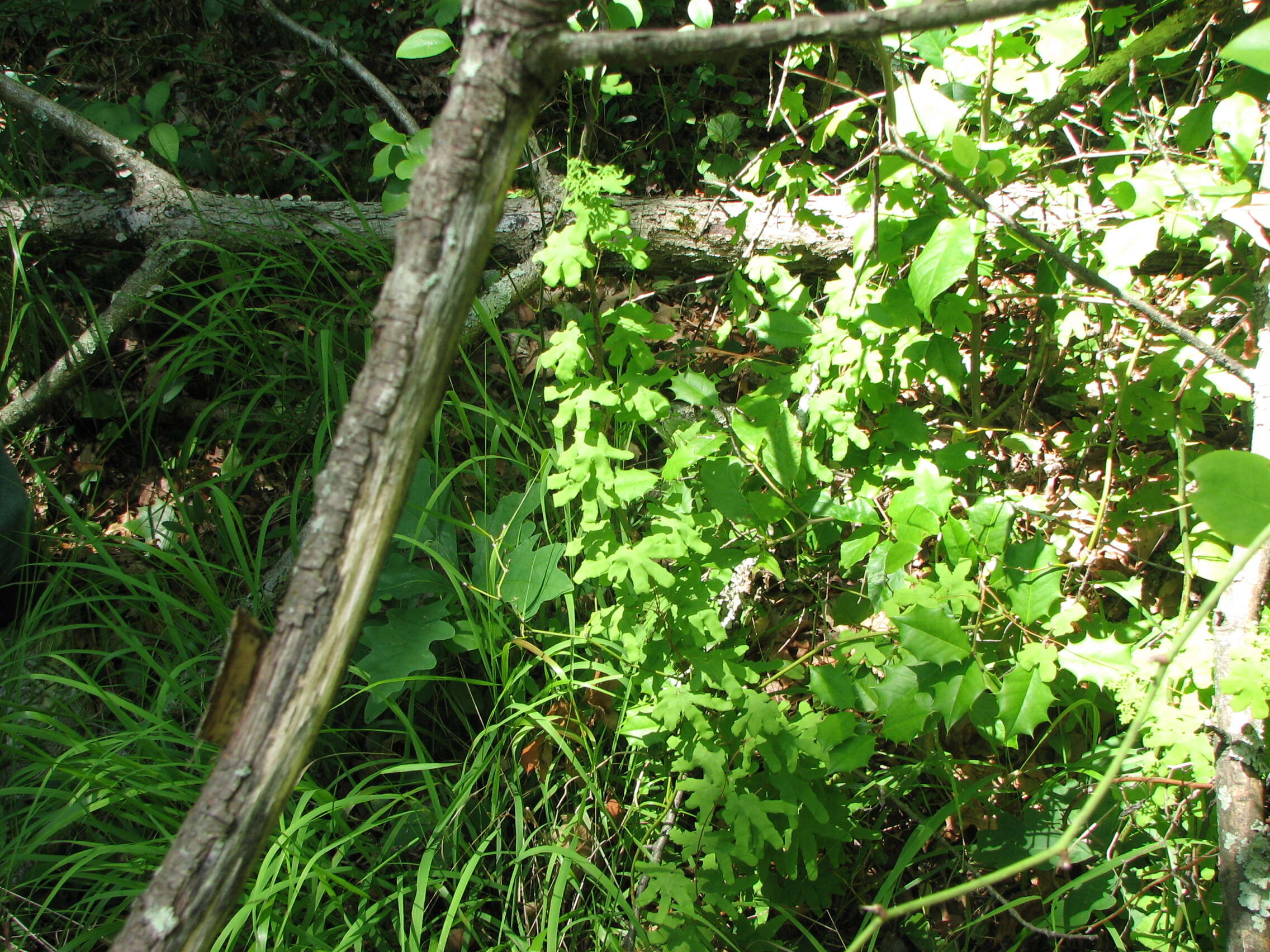 Image of American climbing fern