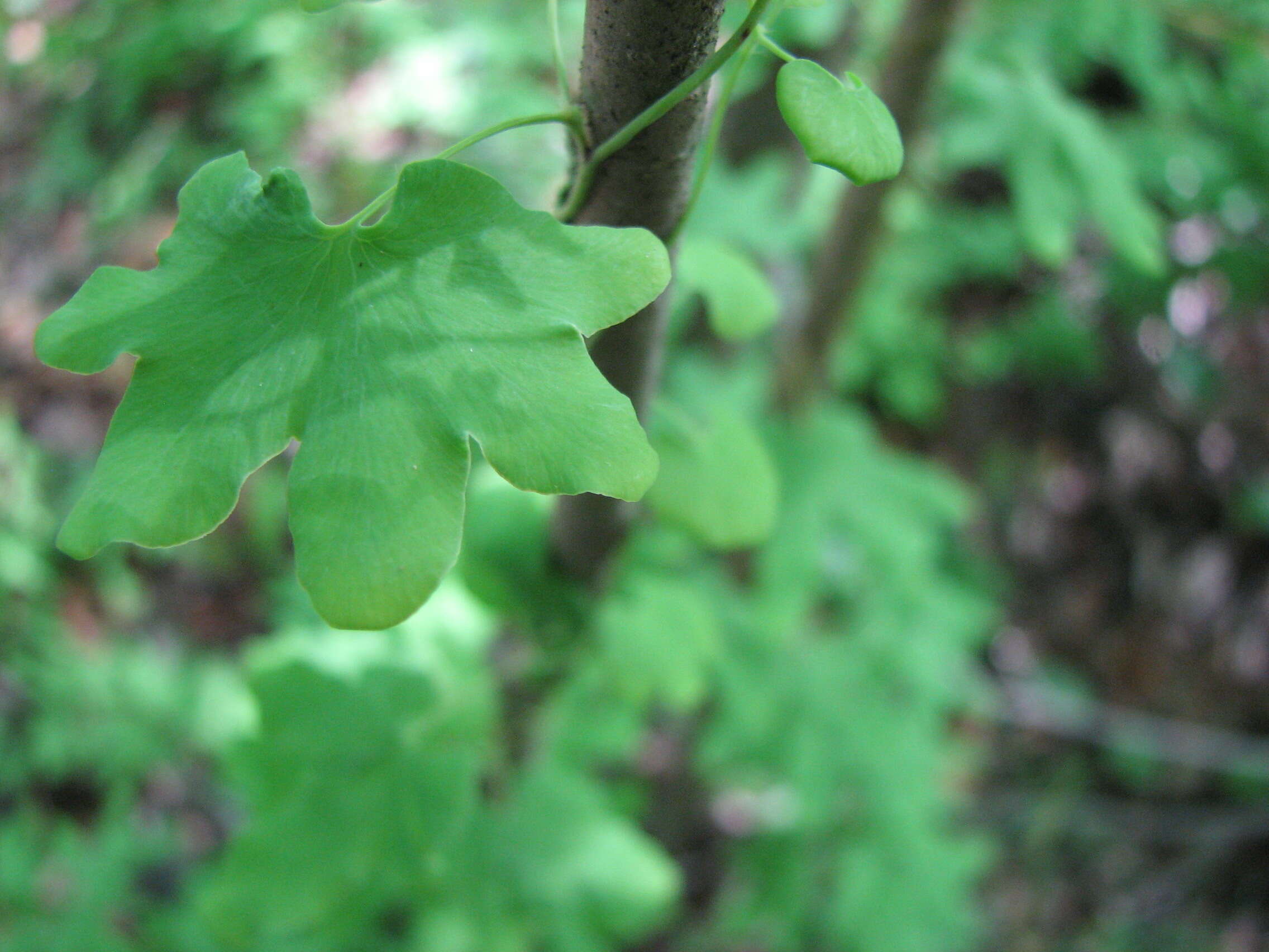 Image of American climbing fern