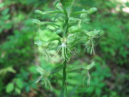 Platanthera lacera (Michx.) G. Don resmi