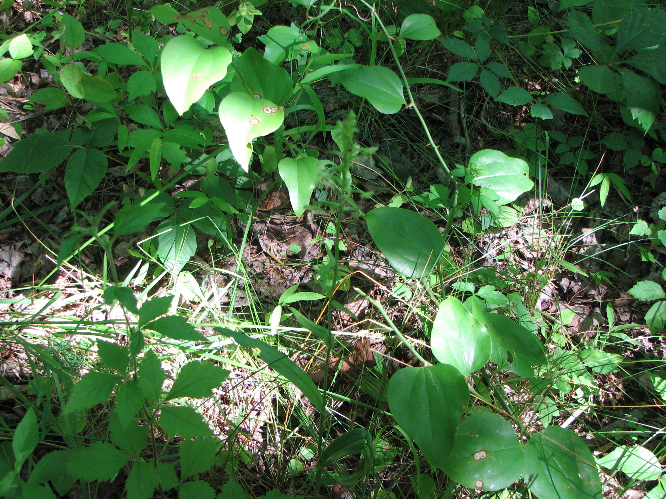 Platanthera lacera (Michx.) G. Don resmi