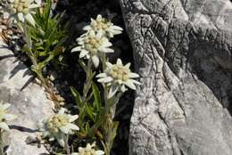 Image of edelweiss