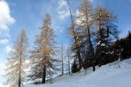 Image of European Larch