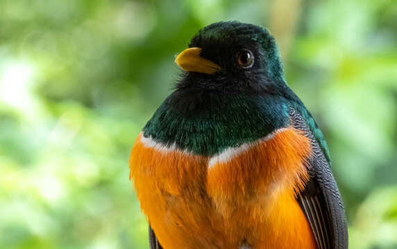 Trogon collaris aurantiiventris Gould 1856的圖片