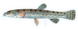 صورة Lepidocephalichthys