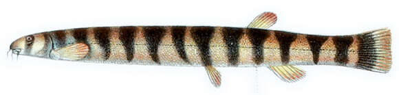 Image of Coolie loach