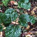 Image of kangaroo vine