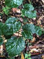 Image of kangaroo vine