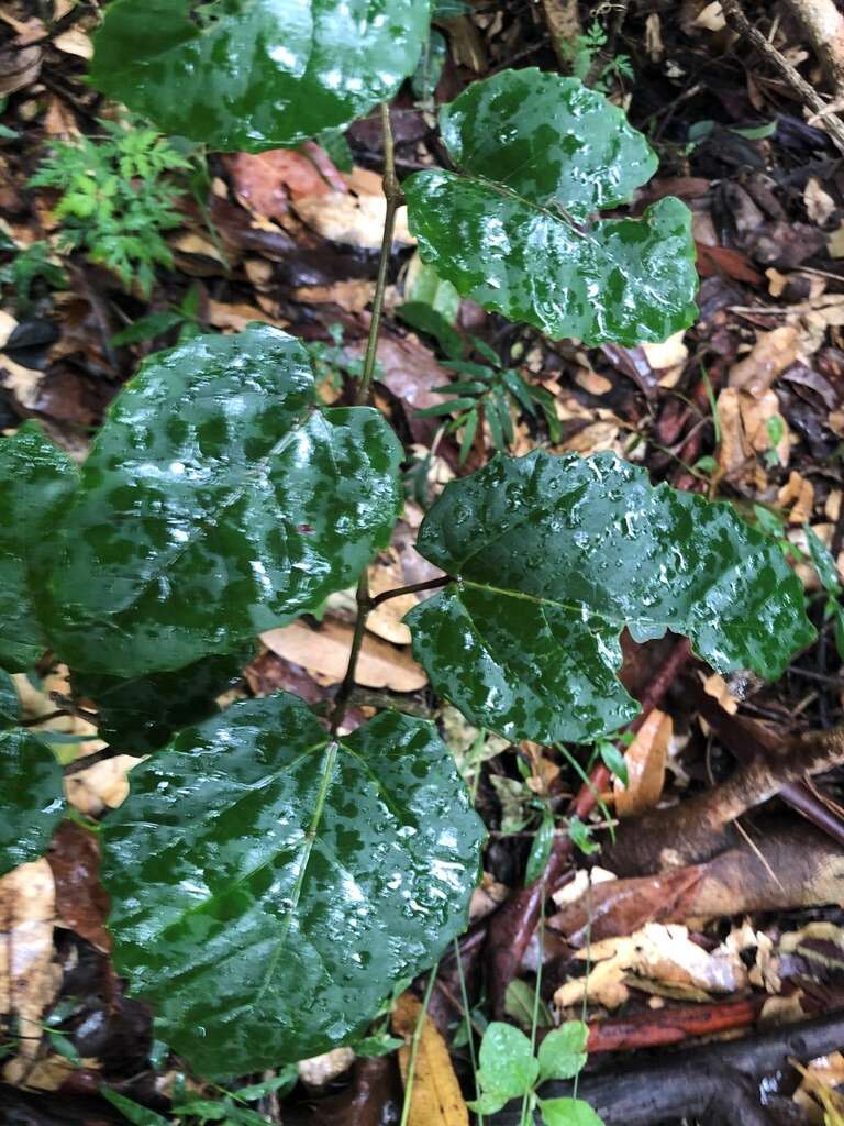 Image of kangaroo vine