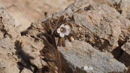 Image of roundleaf phacelia