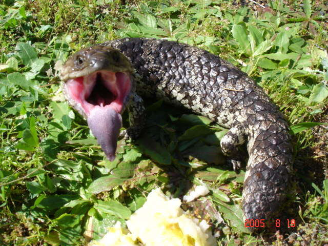 Image of Western blue-tongued lizard