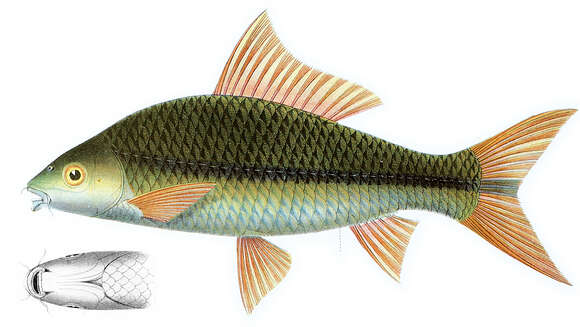 Image of Waandersii's Hard-lipped Barb