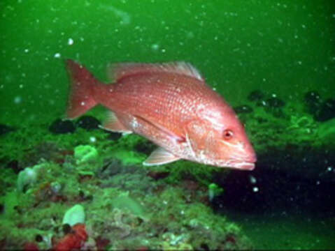 Image of Bream