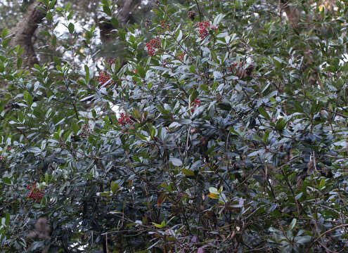 Image of toyon