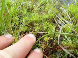 Image of <i>Polytrichum formosum</i>