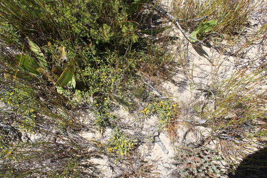 Image of Bristletip Capegorse