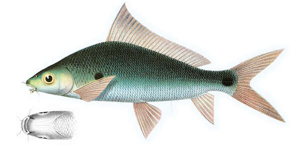 Image of Labiobarbus ocellatus (Heckel 1843)