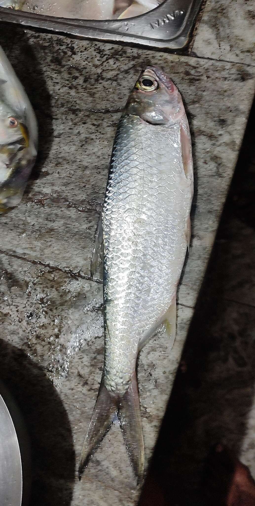 Image of tarpons