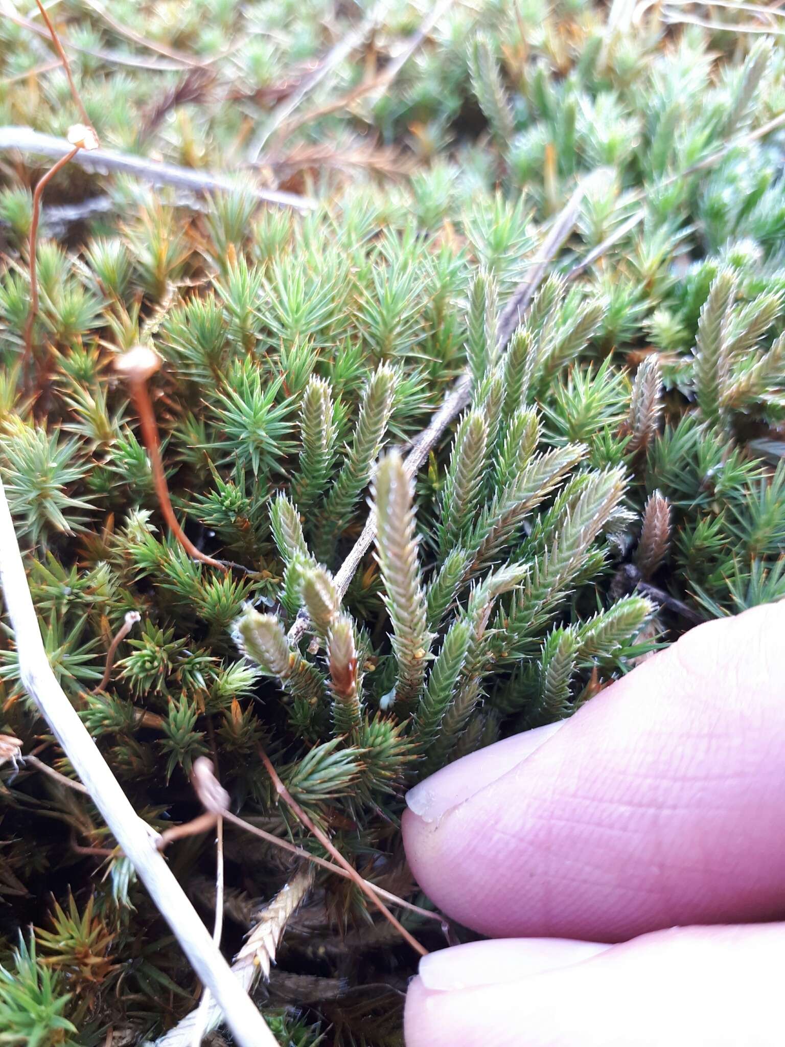 Image of northern selaginella