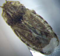 Image of Parapiesma quadratum