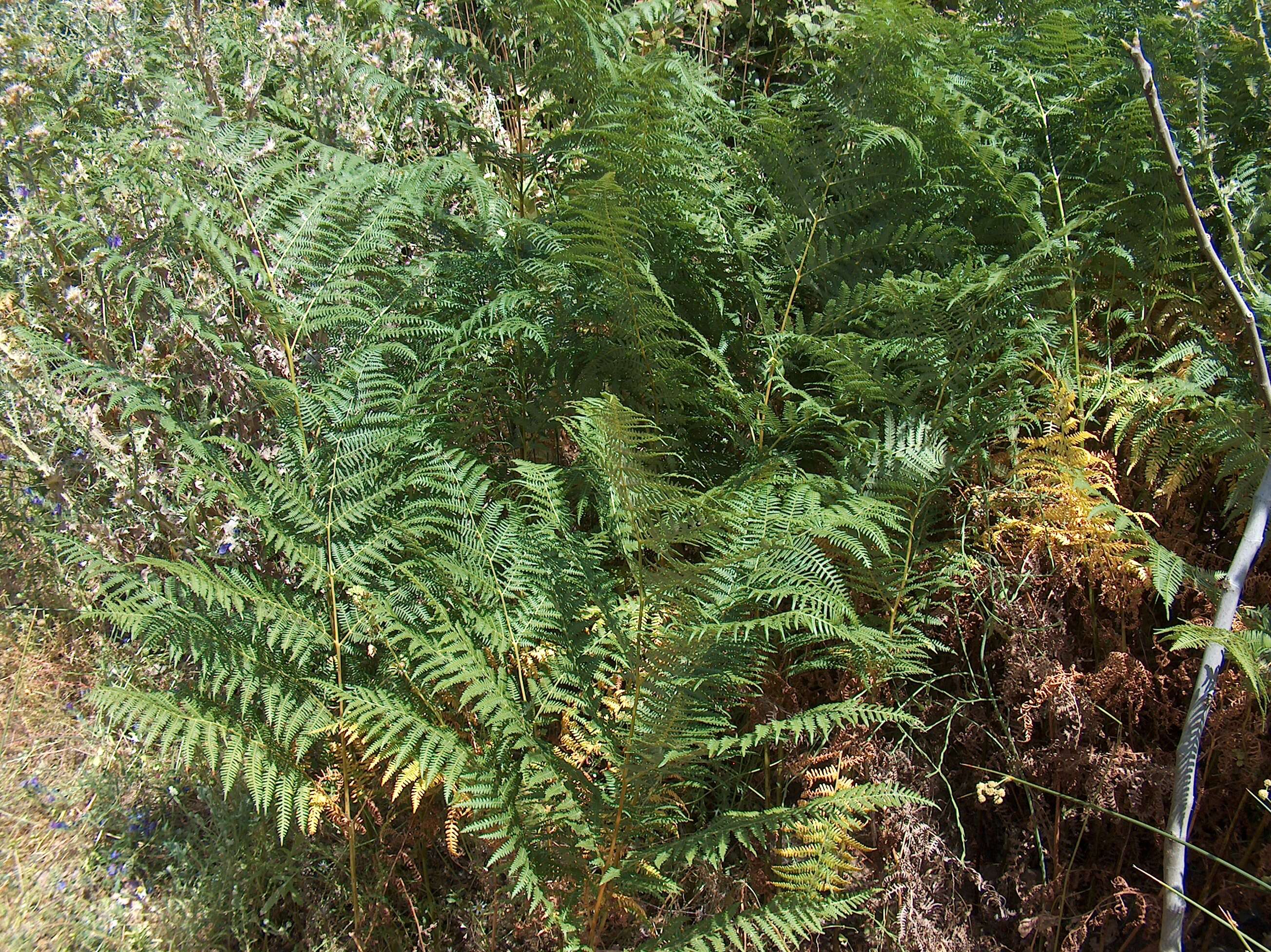 Image of Bracken