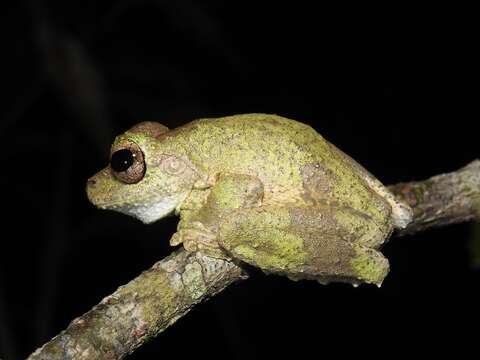 Image of Kuranda Tree Frog