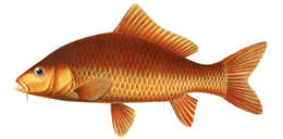 Image of Cyprinus rubrofuscus Lacepède 1803