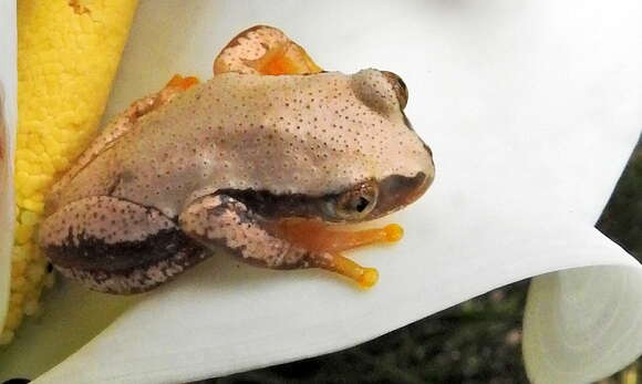 Image of Knysna Banana Frog